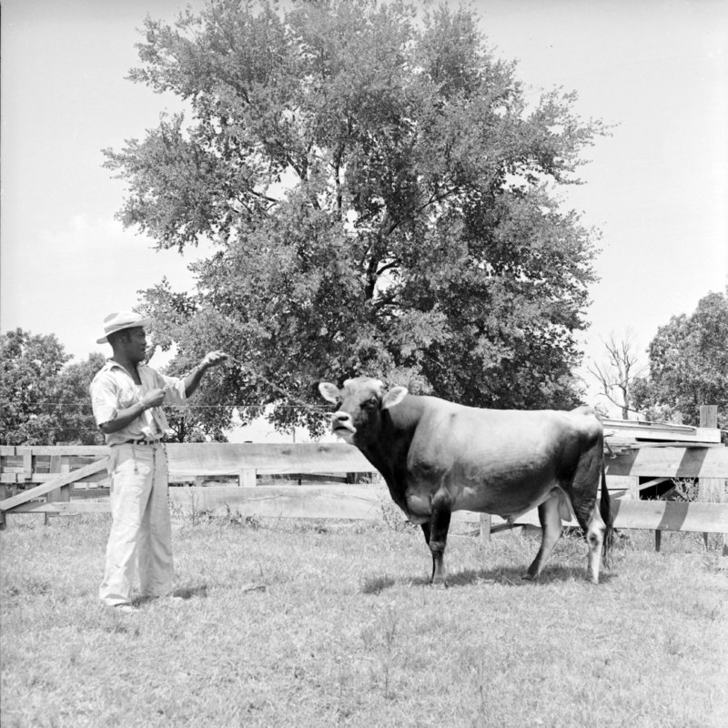 104_Various cattle breeds and... (1951).jpg